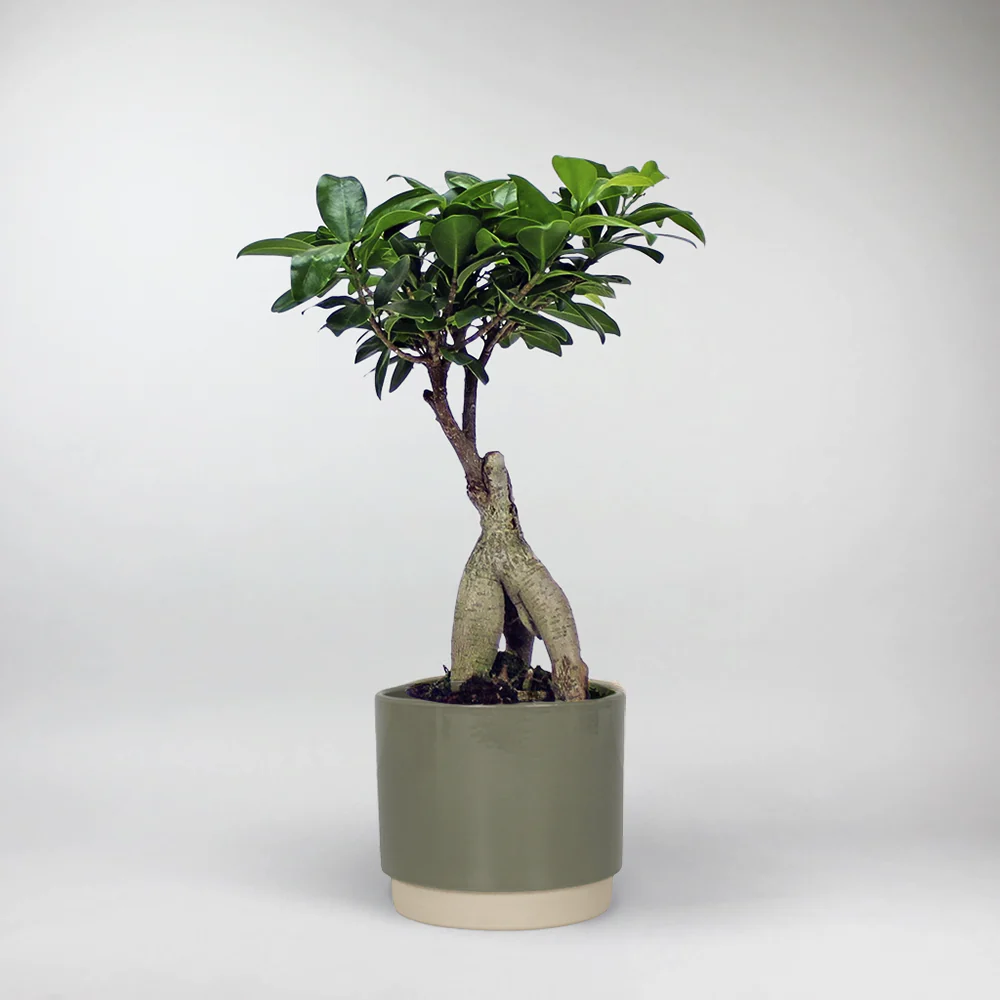 Bonsai Ficus 'Ginseng' | Ficus Microcarpa - Image 3