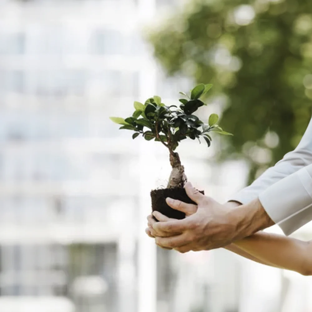 Bonsai Ficus 'Ginseng' | Ficus Microcarpa - Image 4