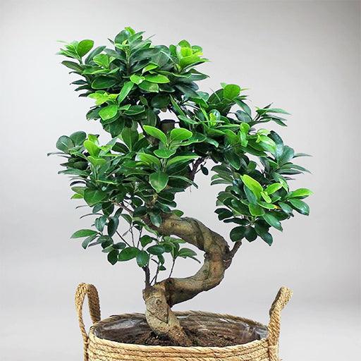 Bonsai Ficus 'Ginseng' | Ficus Microcarpa - Image 5