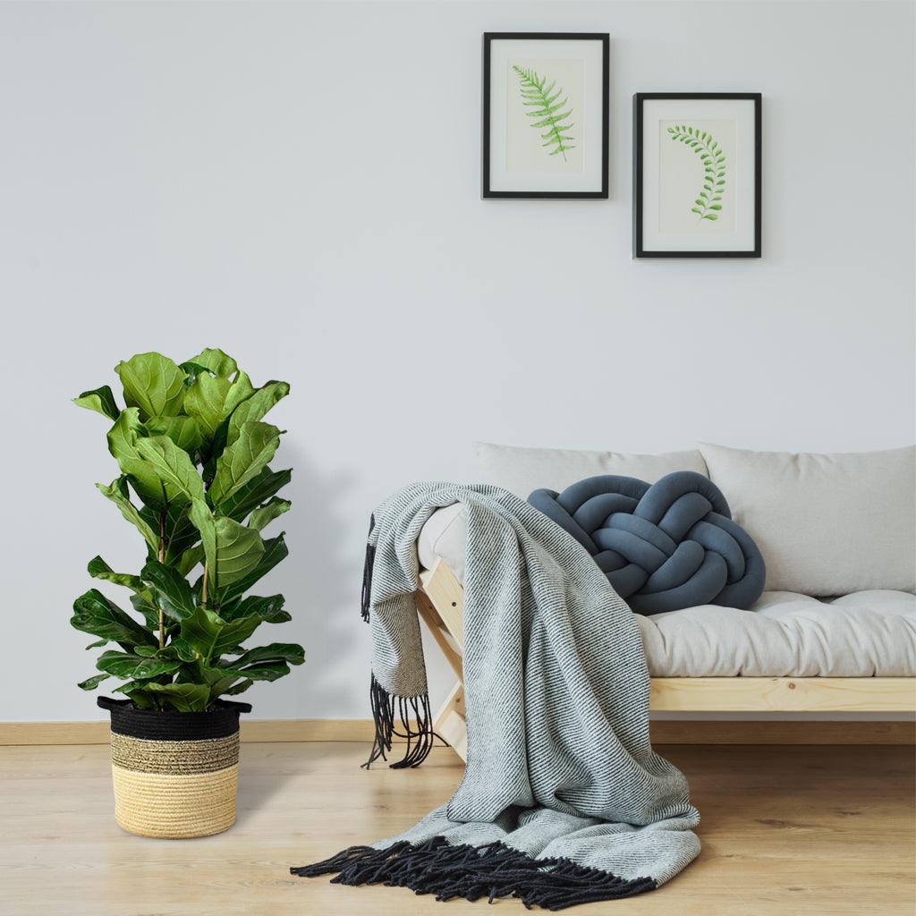 Extra Large Fiddle Leaf Fig | Ficus lyrata - Image 3