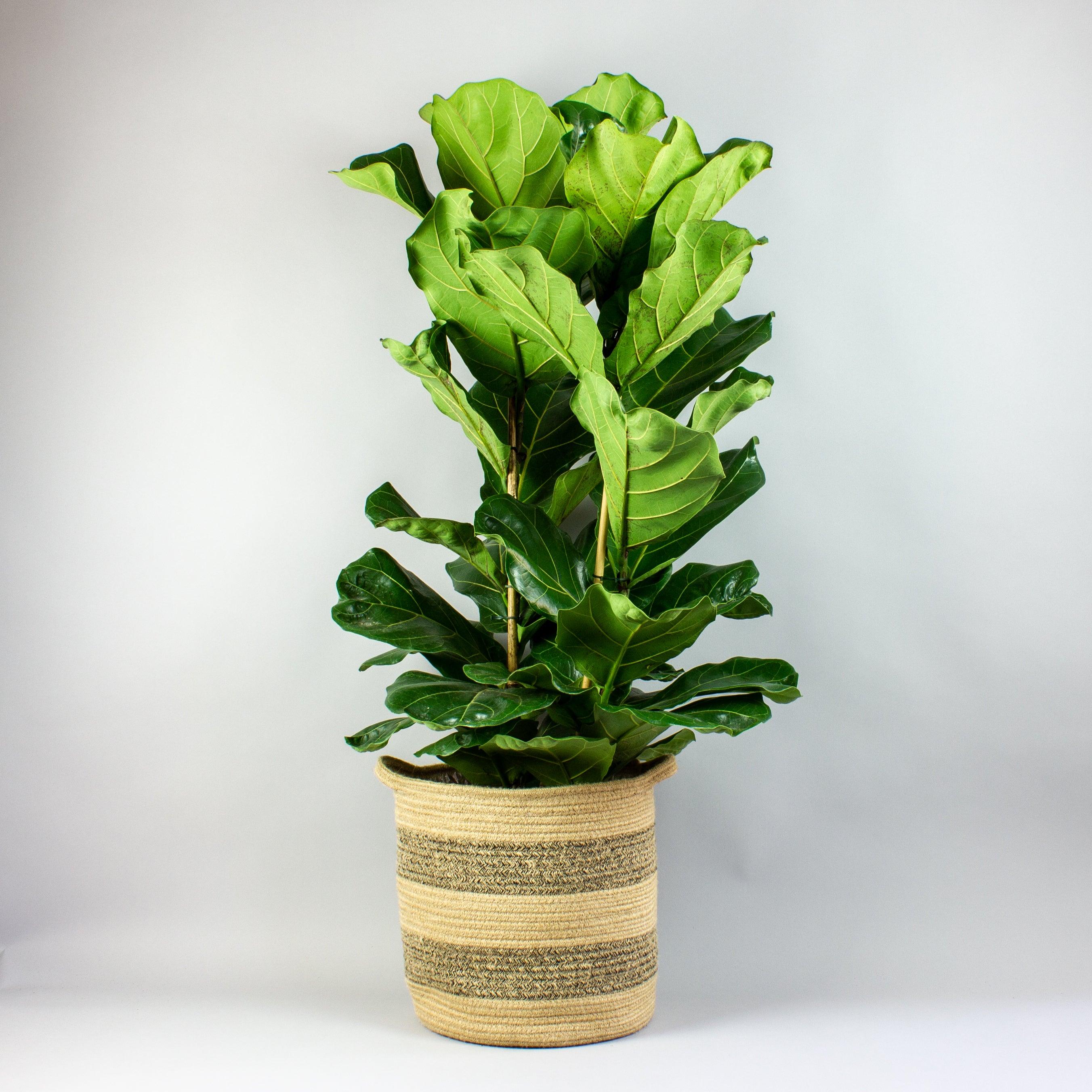 Extra Large Fiddle Leaf Fig | Ficus lyrata - Image 4