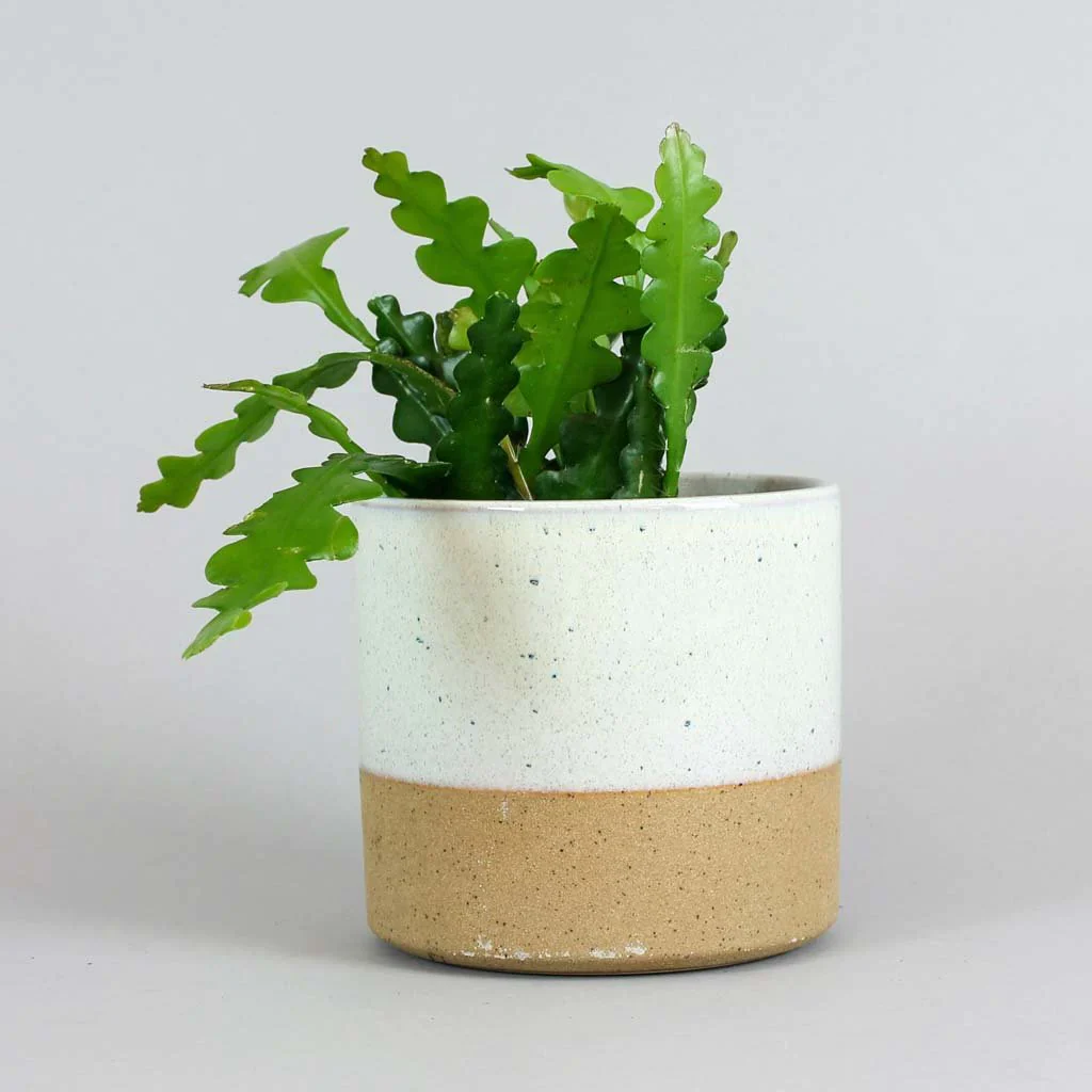 Fishbone Cactus | Epiphyllum Anguliger - Image 3