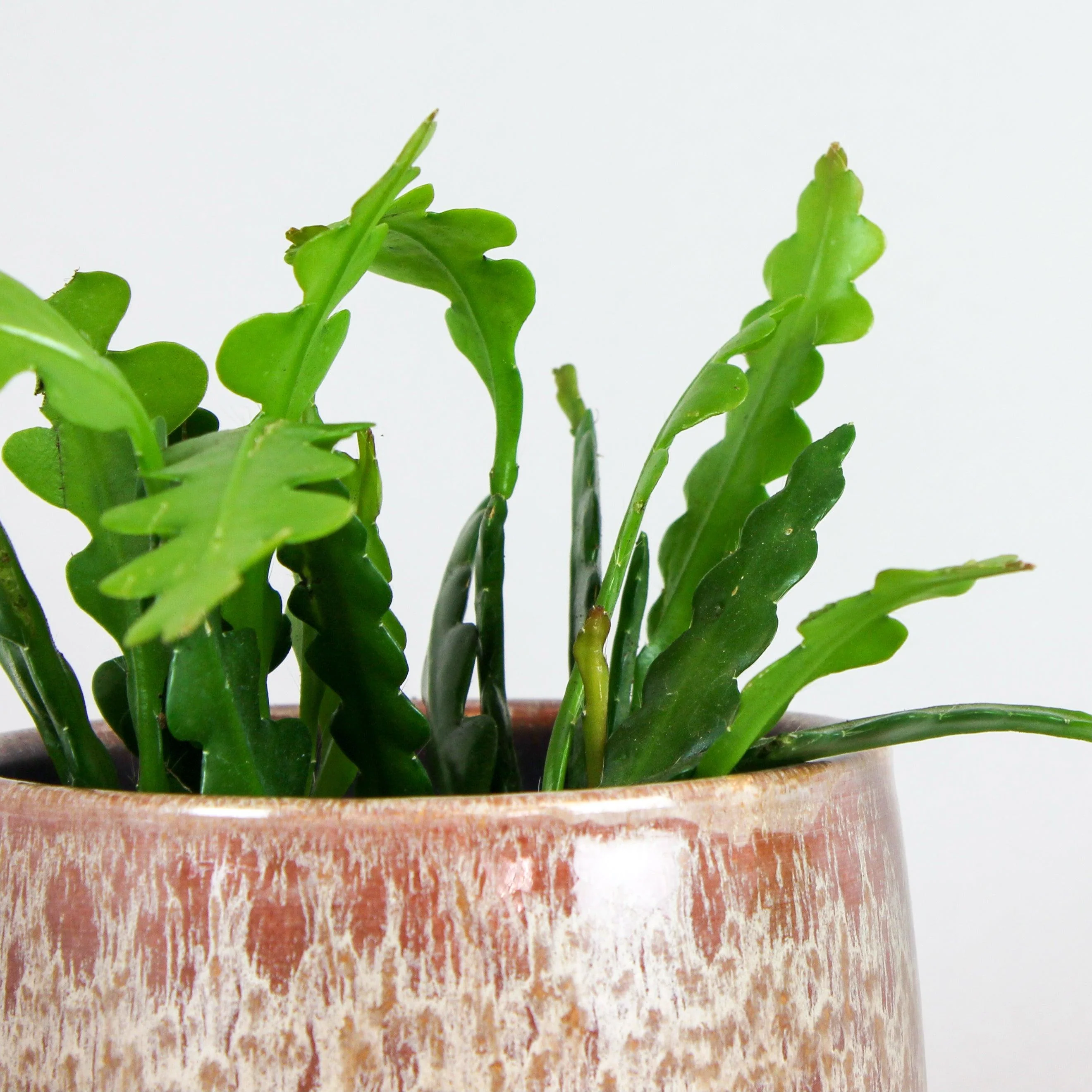Fishbone Cactus | Epiphyllum Anguliger - Image 4