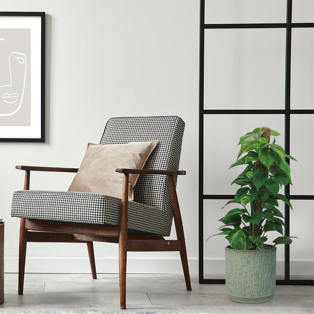 Golden Pothos with Moss Pole | Epipremnum Aureum - Image 3