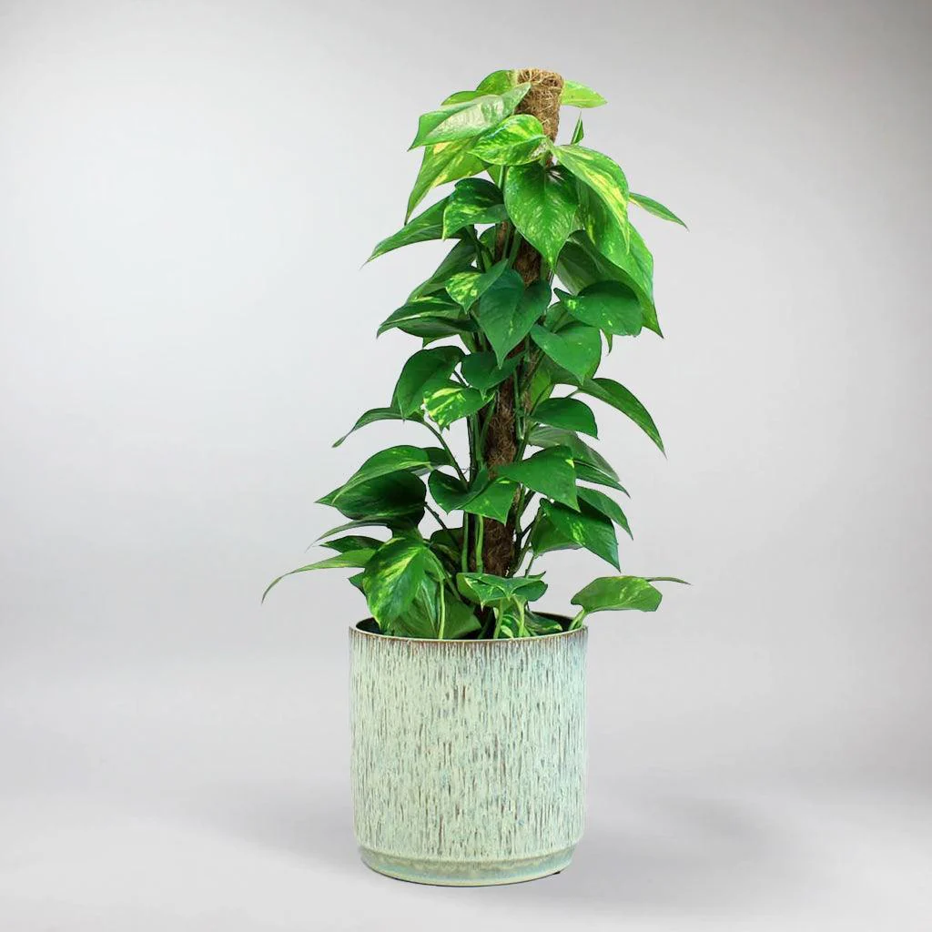 Golden Pothos with Moss Pole | Epipremnum Aureum - Image 4