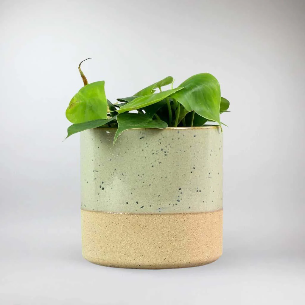 Philodendron 'Green Sweetheart' | Philodendron Scandens - Image 4
