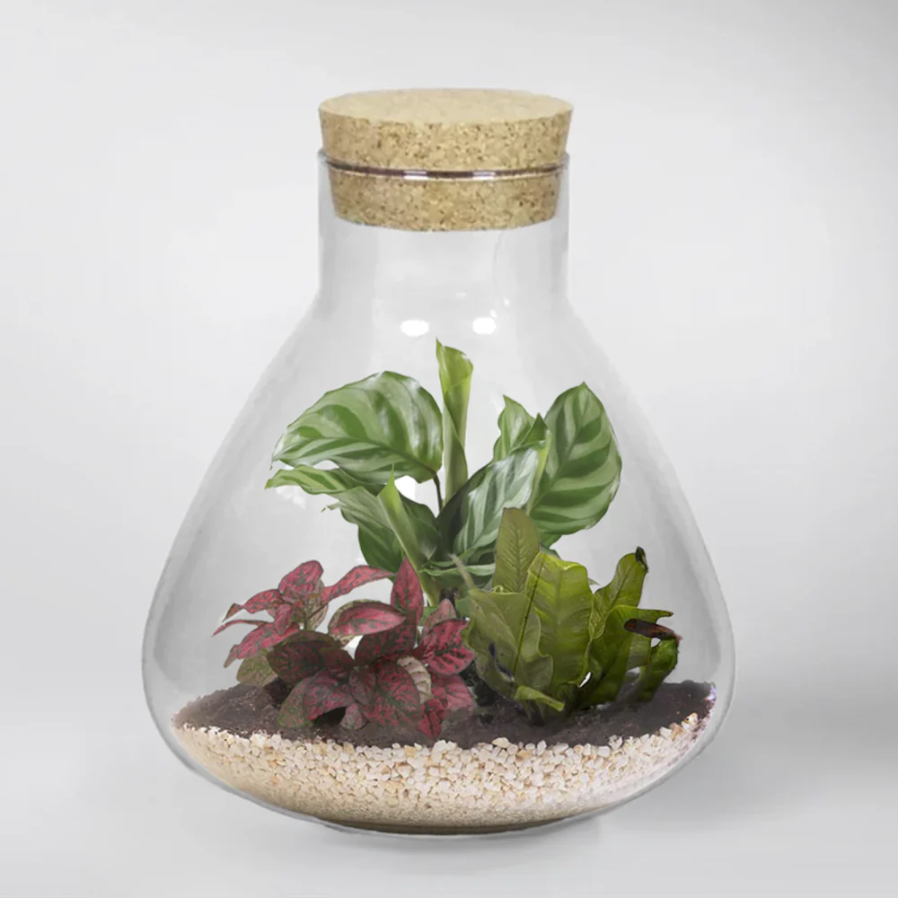 Terrarium Glass 32cm Pyramid Shape with Cork Lid - Image 2