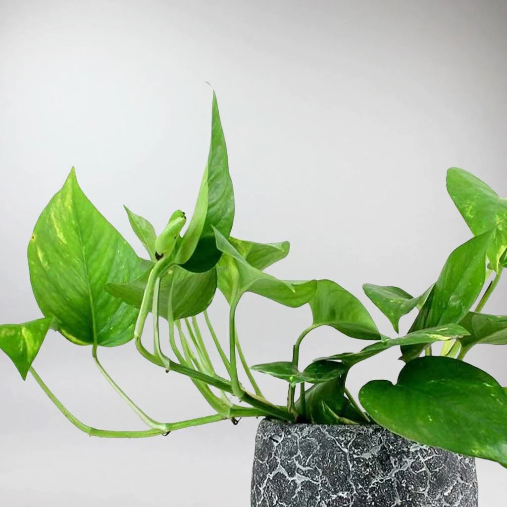 Golden Pothos | Epipremnum Aureum - Image 3