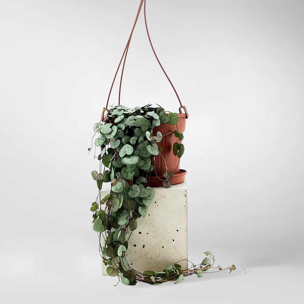 Hanging Hearts | Ceropegia Woodii