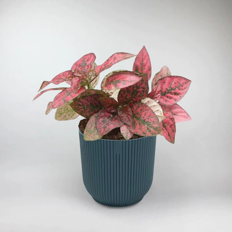 Hypoestes Phyllosachya Red