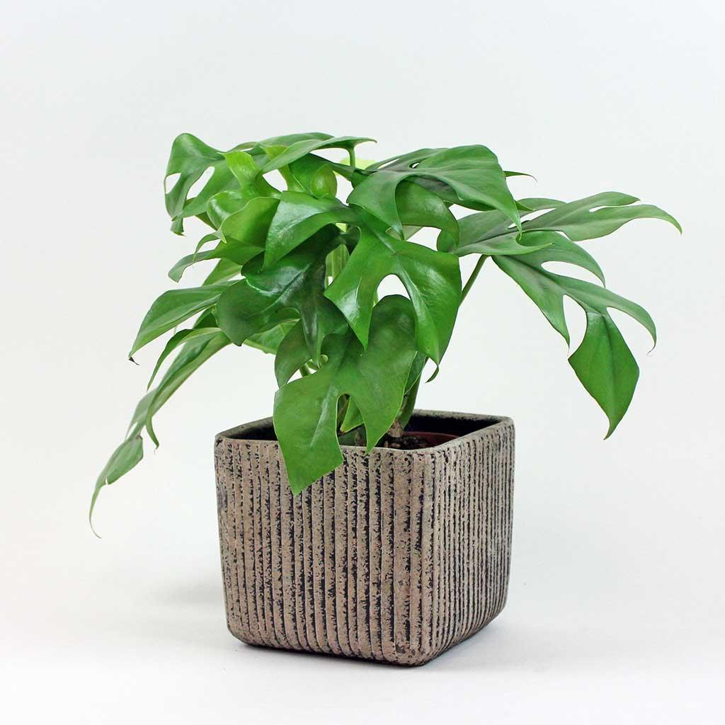 Plant Subscription Box Gift Card - Image 4
