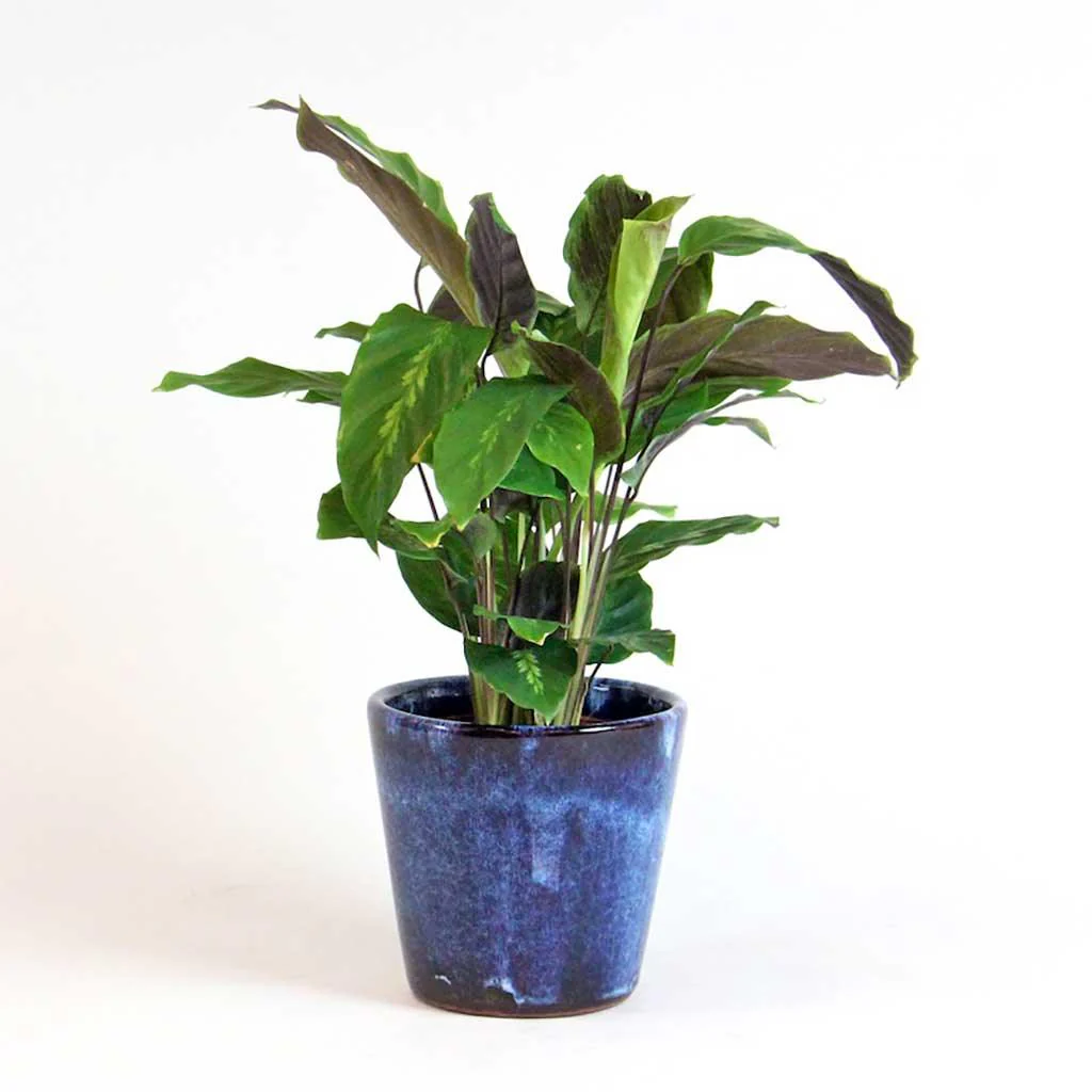 Plant Subscription Box Gift Card - Image 5