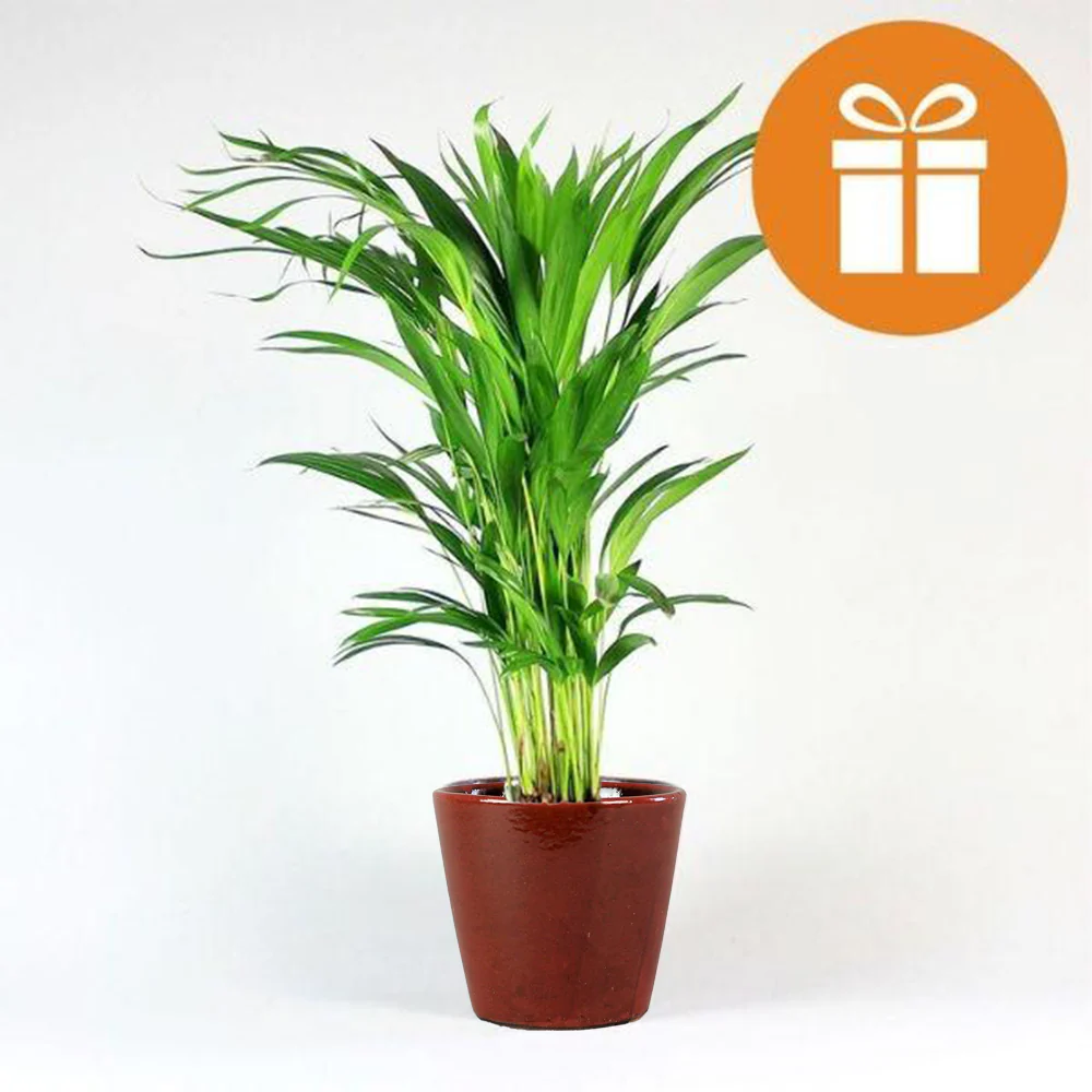Plant Subscription Box Gift Card - Image 6