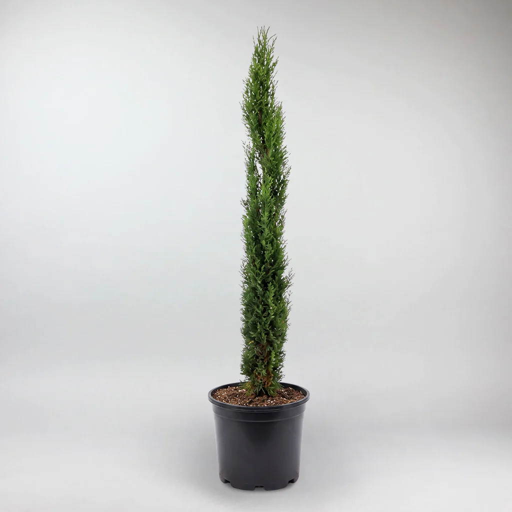 New Plant Arrivals