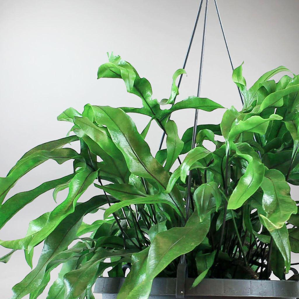 Hanging Kangaroo Fern | Microsorum Pustulatum 'Hounds Tongue' - Image 4