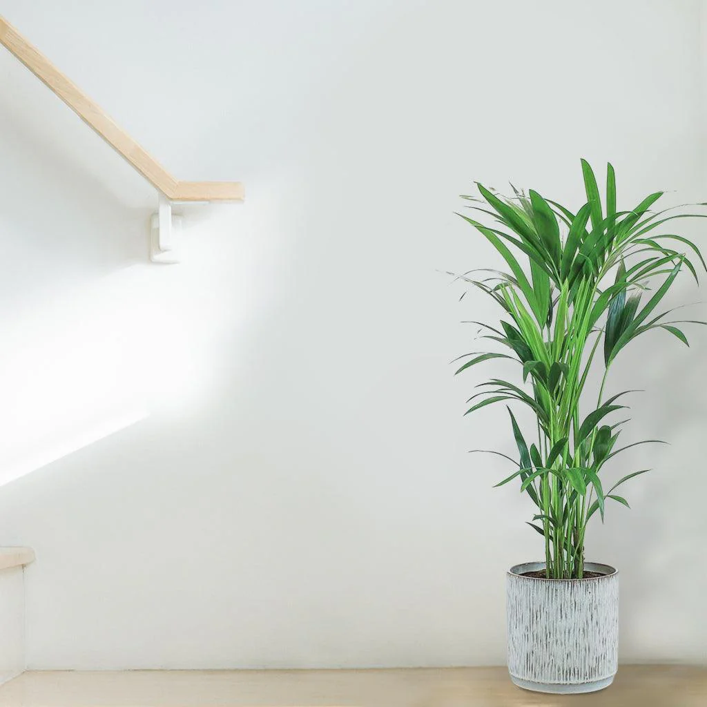 Kentia Palm | Howea Forsteriana - Image 3