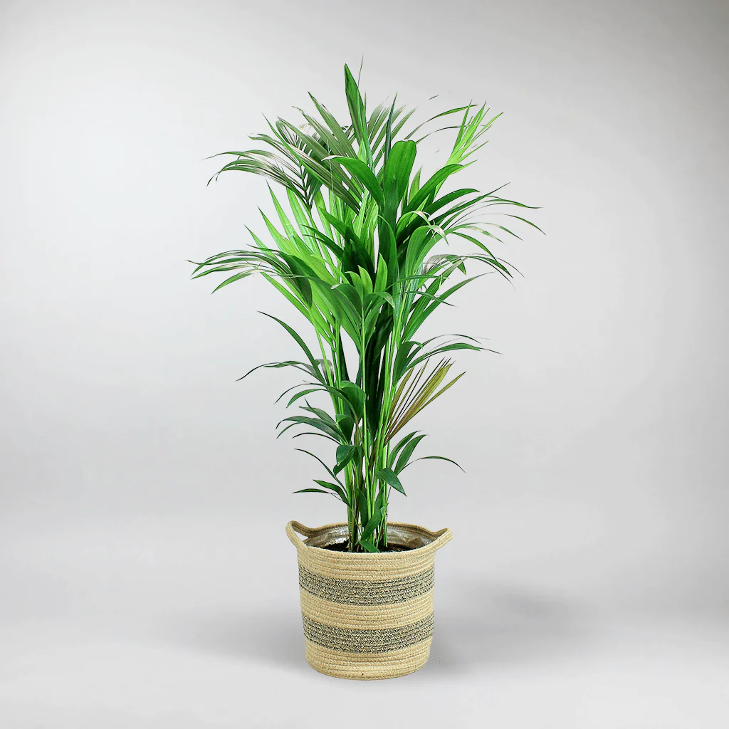 Kentia Palm | Howea Forsteriana - Image 4