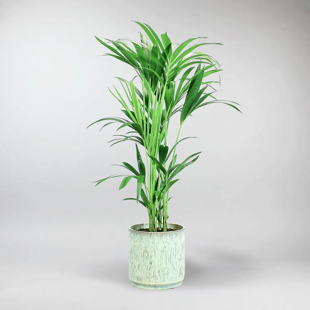 Kentia Palm | Howea Forsteriana - Image 5