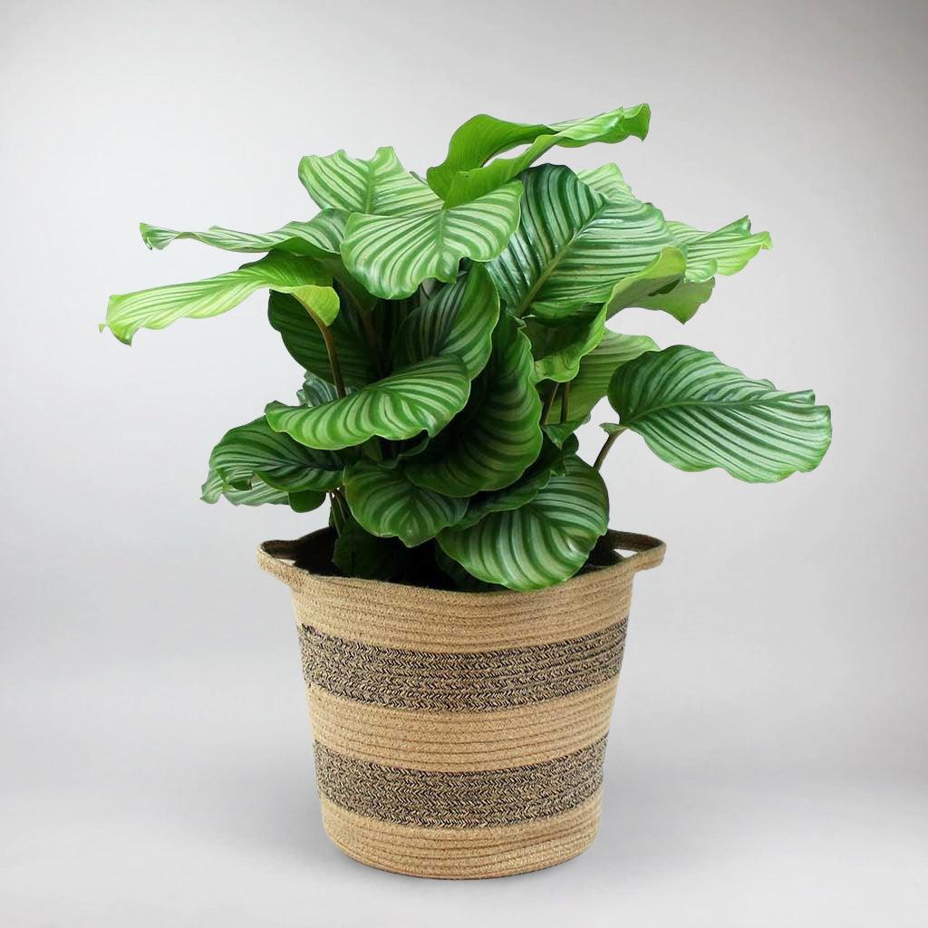 Calathea 'Orbifolia' | Round-leaf Prayer Plant - Image 3