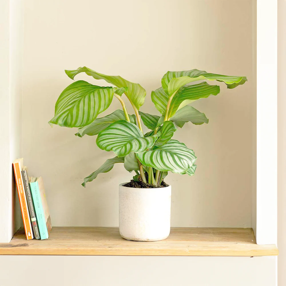 Calathea 'Orbifolia' | Round-leaf Prayer Plant - Image 4