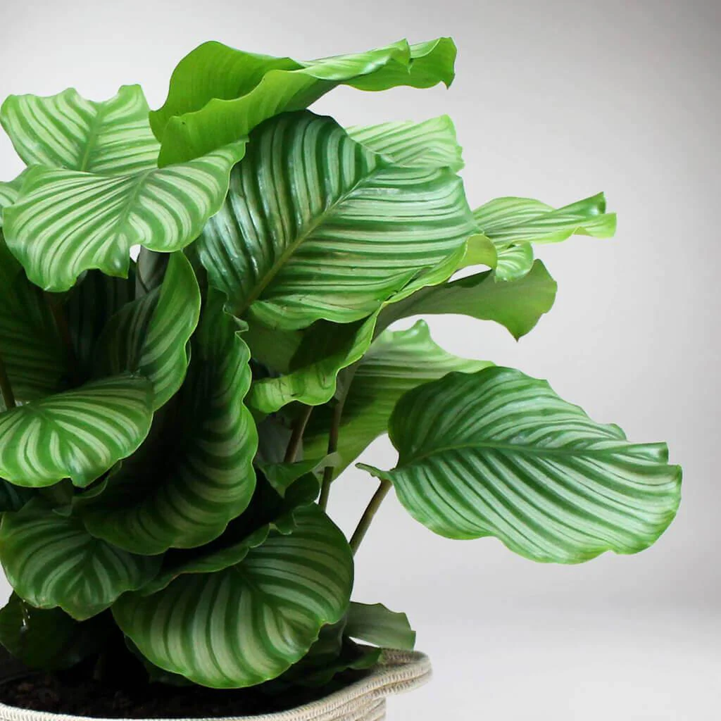 Calathea 'Orbifolia' | Round-leaf Prayer Plant - Image 5
