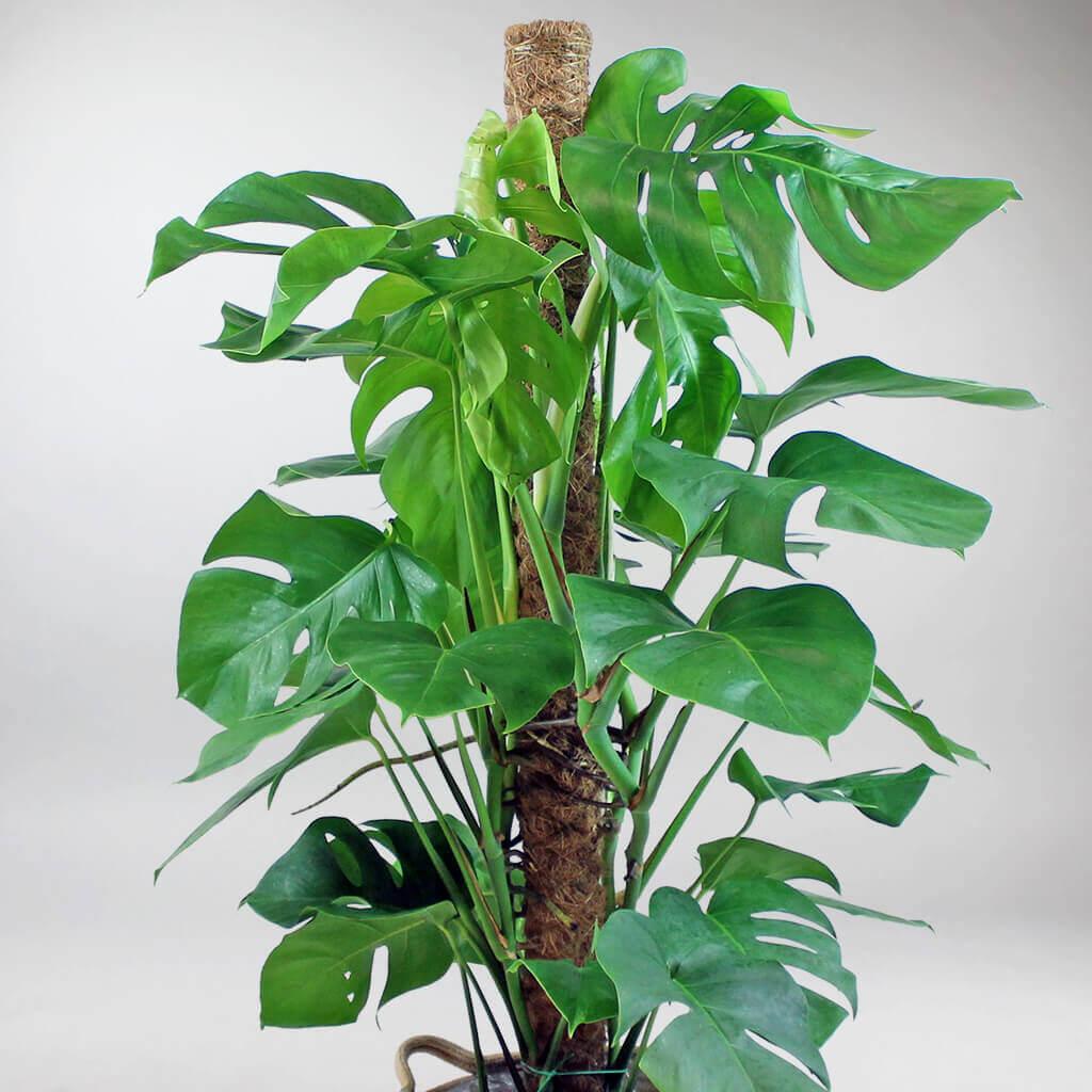 Extra Large Swiss Cheese Plant with Moss Pole | Monstera deliciosa - Image 3