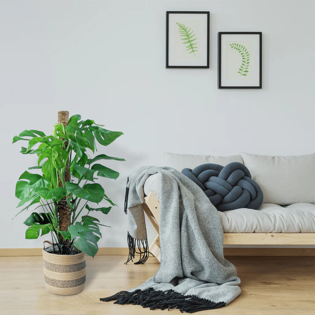 Extra Large Swiss Cheese Plant with Moss Pole | Monstera deliciosa - Image 4