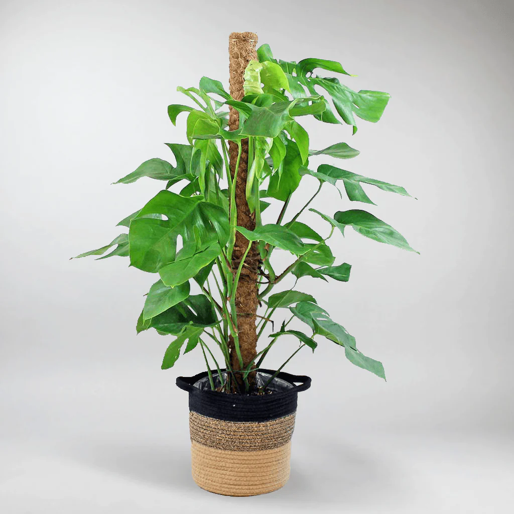 Extra Large Swiss Cheese Plant with Moss Pole | Monstera deliciosa - Image 5