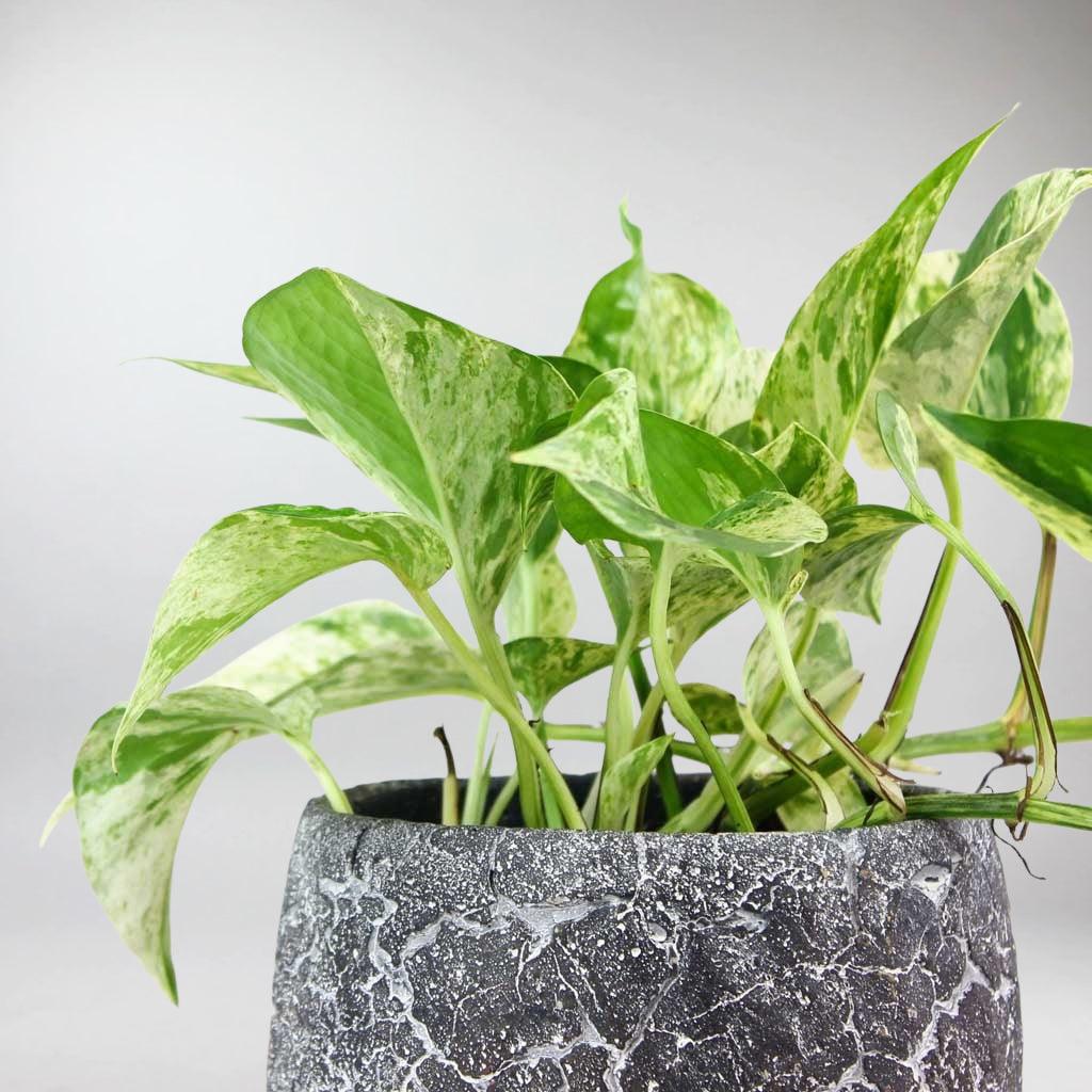 Marble Queen Pothos | Epipremnum aureum 'Marble Queen' - Image 3