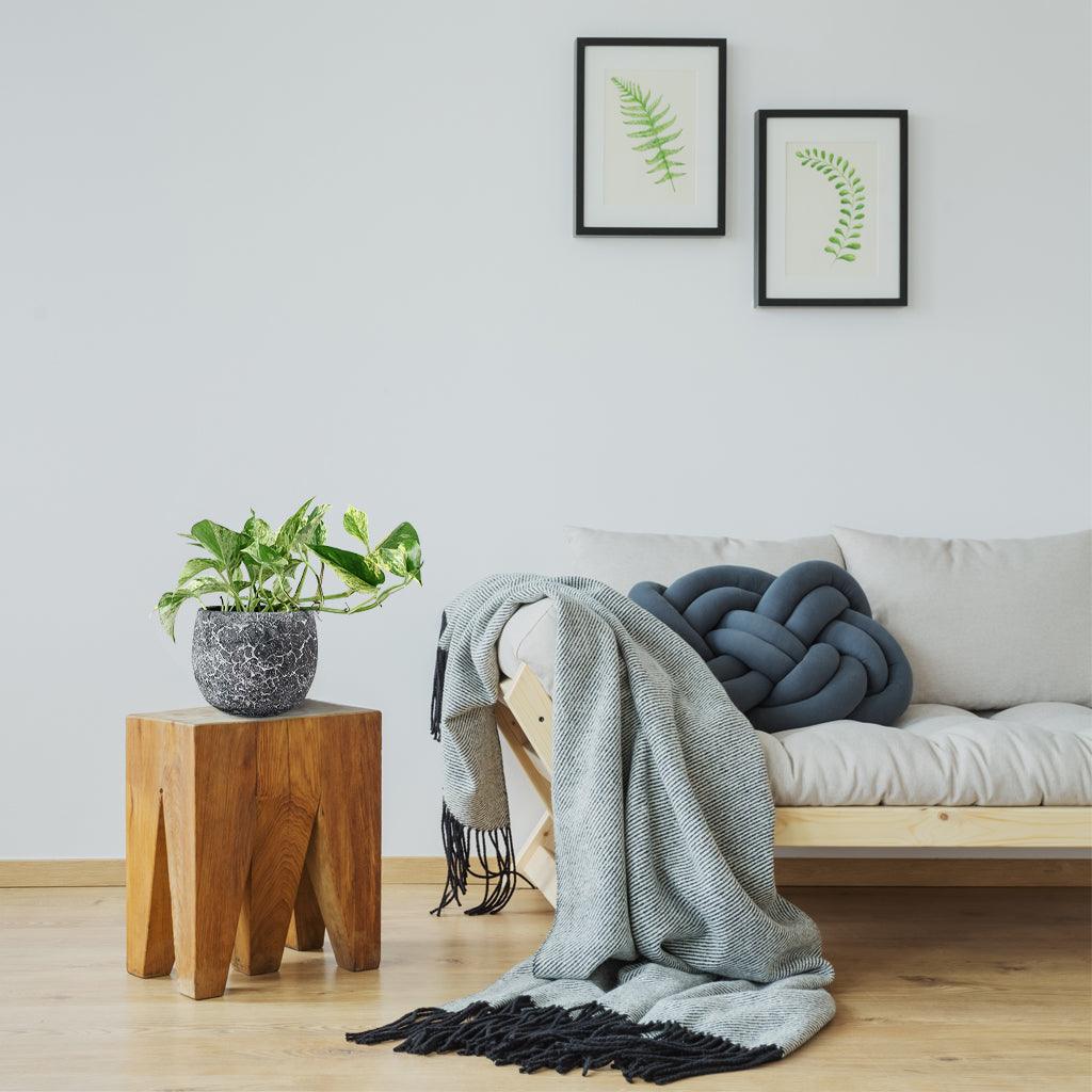 Marble Queen Pothos | Epipremnum aureum 'Marble Queen' - Image 4