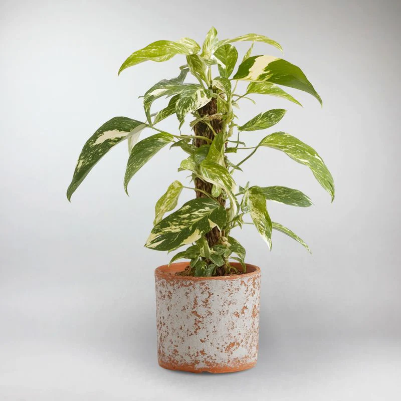 Marble Variegated Dragon Tail | Epipremnum Pinnatum Marble Variegata