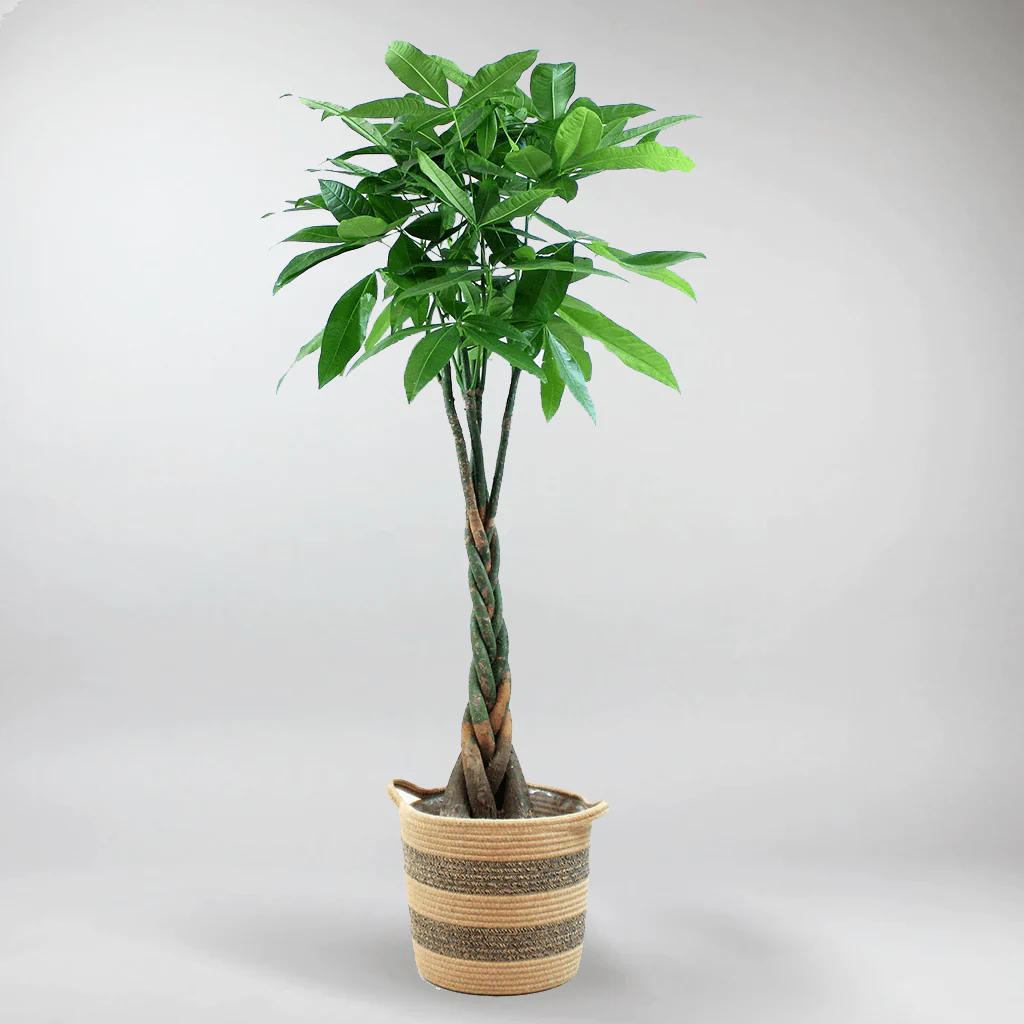 Money Tree | Pachira Aquatica - Image 4