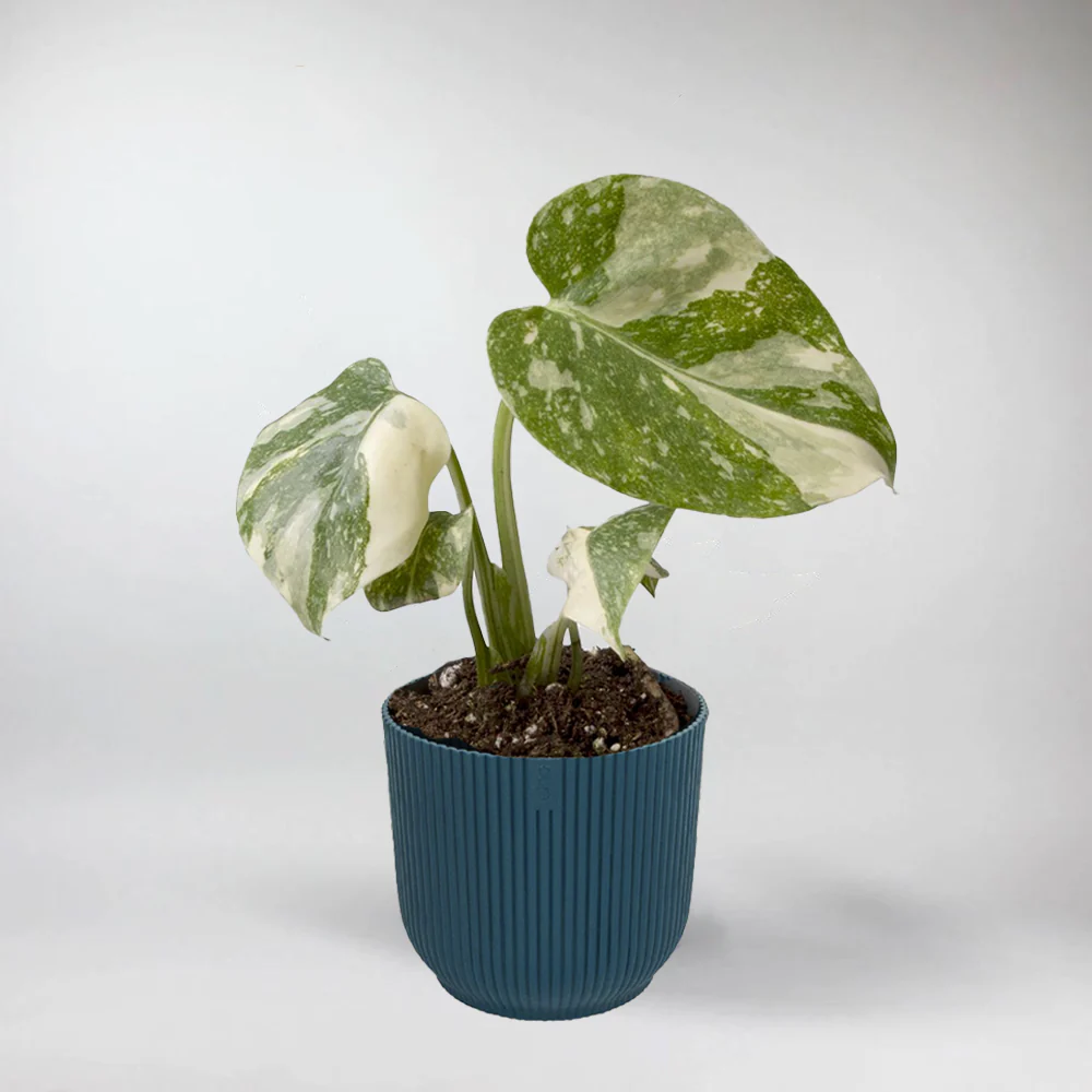 Mini Monstera 'Thai Constellation' | Monstera Deliciosa 'Thai Constellation' Terrarium Plant