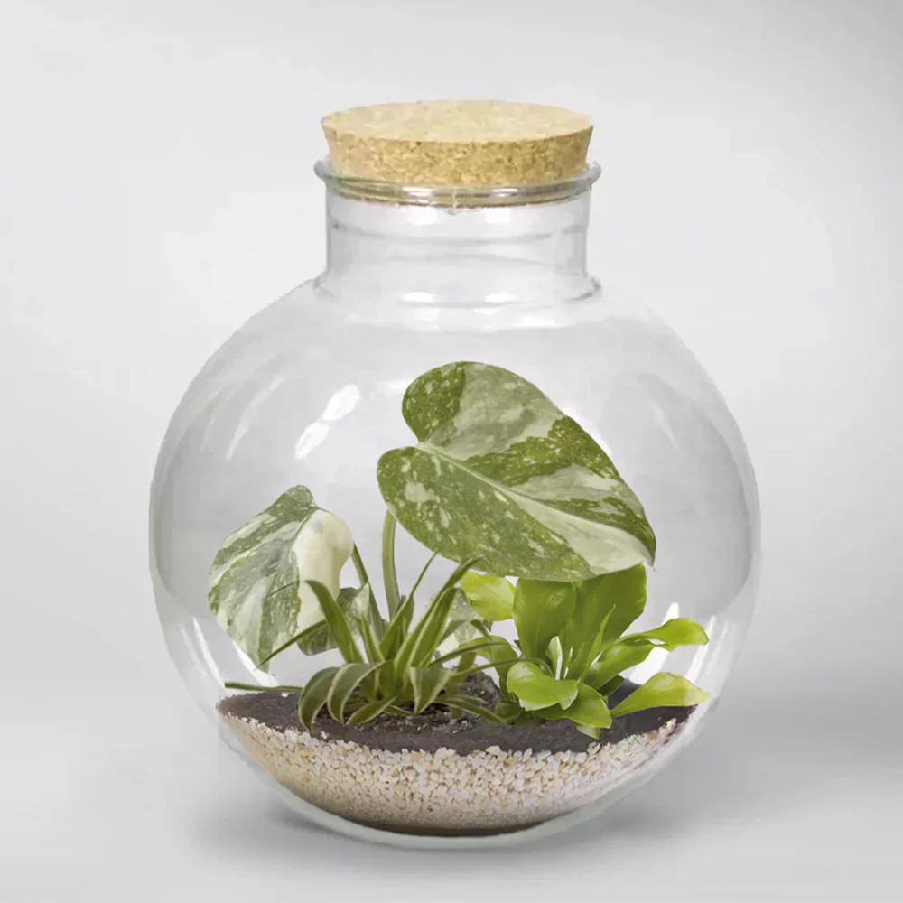 Mini Monstera 'Thai Constellation' | Monstera Deliciosa 'Thai Constellation' Terrarium Plant - Image 2