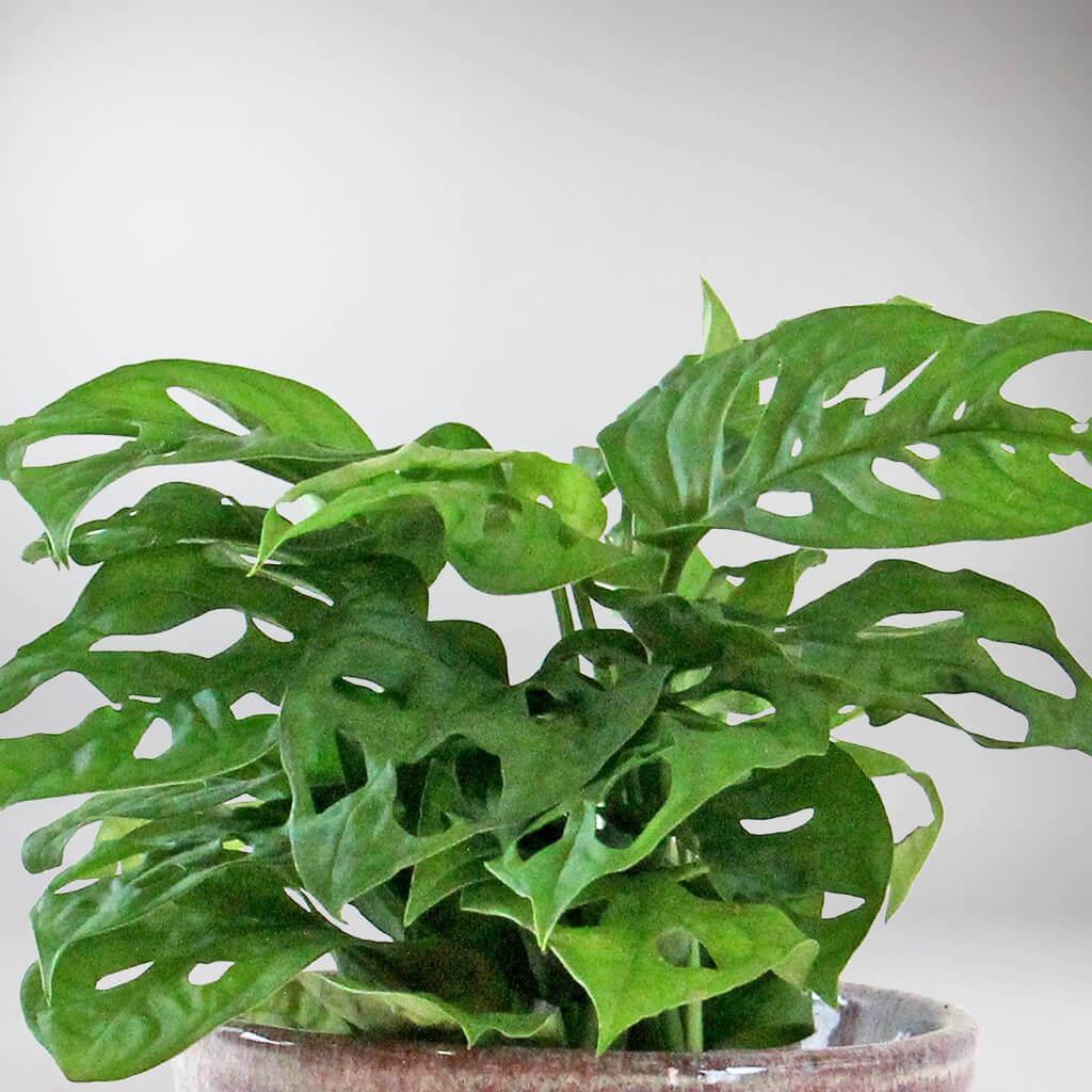 Monkey Mask Monstera | Monstera Adansonii - Image 3