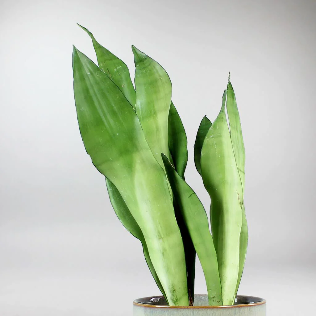 Moonshine Snake Plant | Sansevieria trifasciata - Image 3
