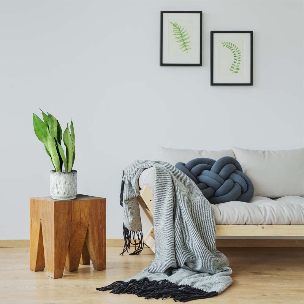 Moonshine Snake Plant | Sansevieria trifasciata - Image 4