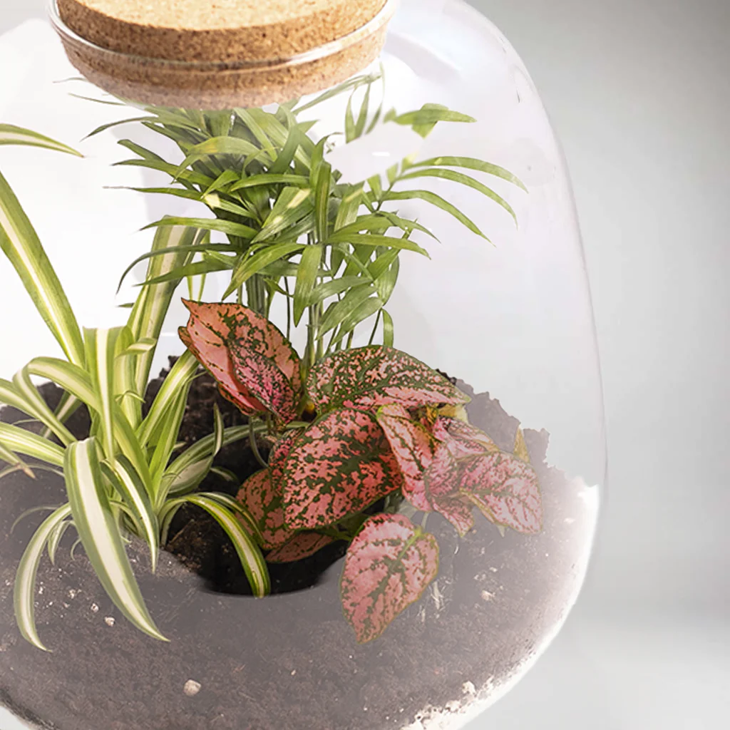 Jungle Love Terrarium DIY Kit | Build Your Own Miniature Ecosystem - Image 3