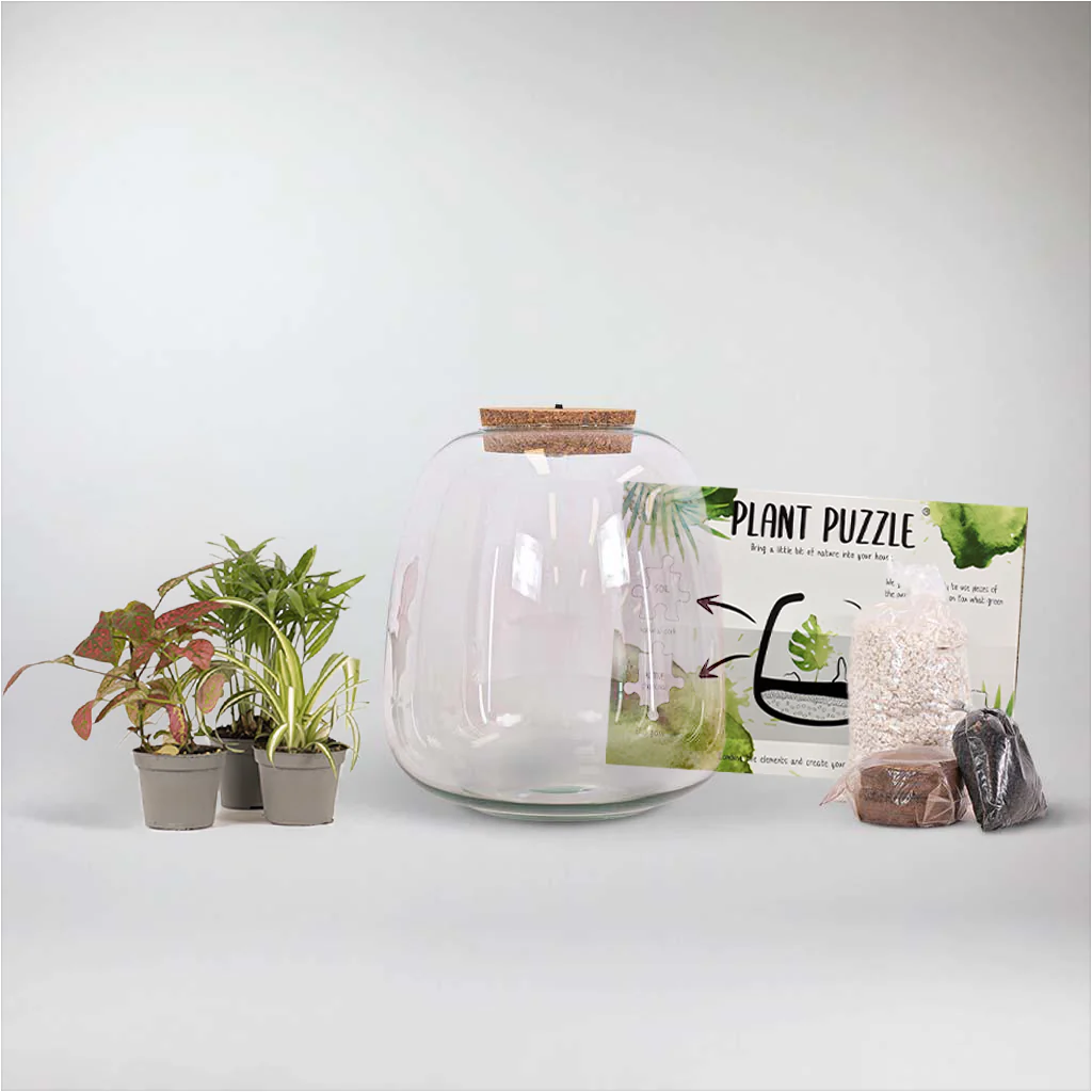 Jungle Love Terrarium DIY Kit | Build Your Own Miniature Ecosystem - Image 4