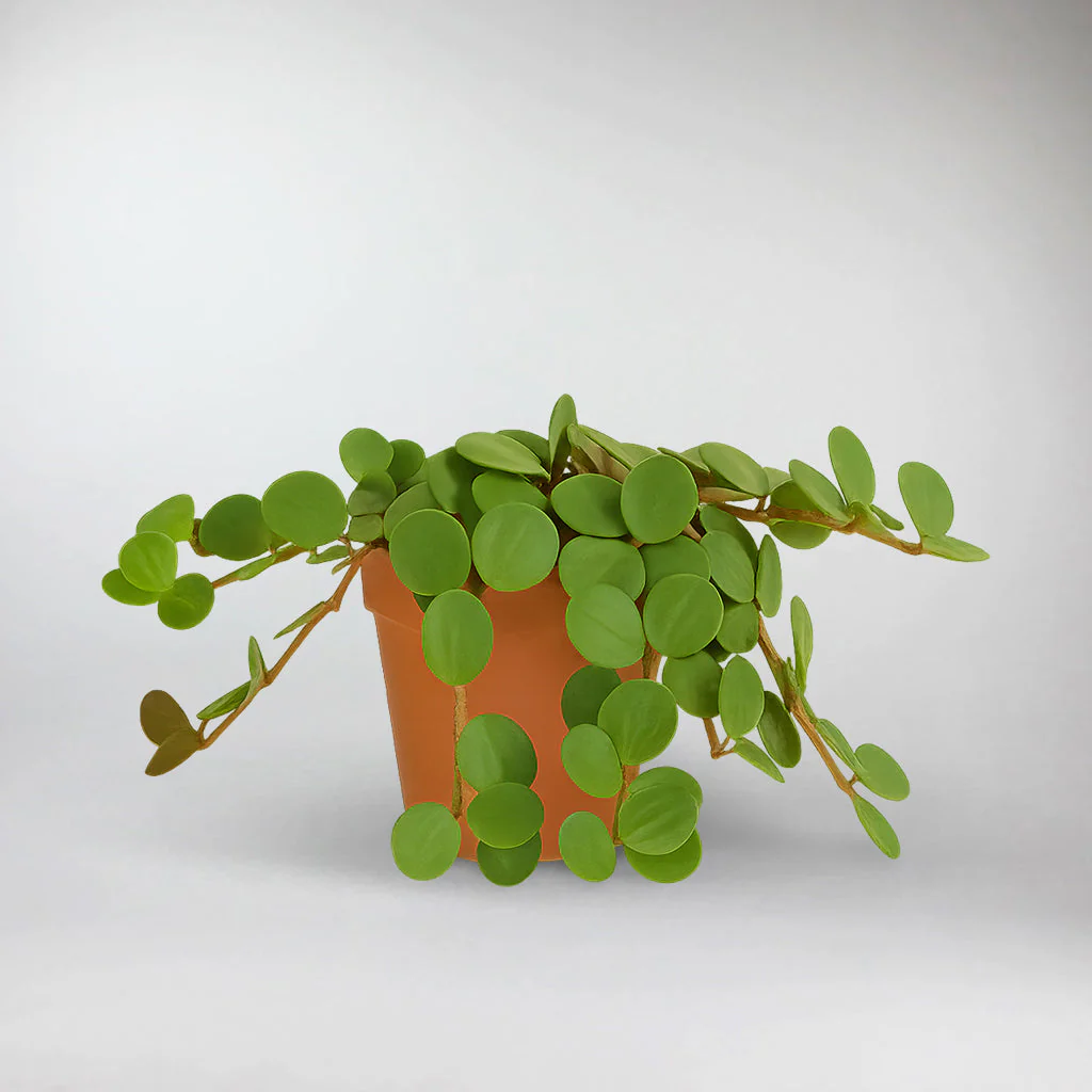 Peperomia Hope | Peperomia Hope