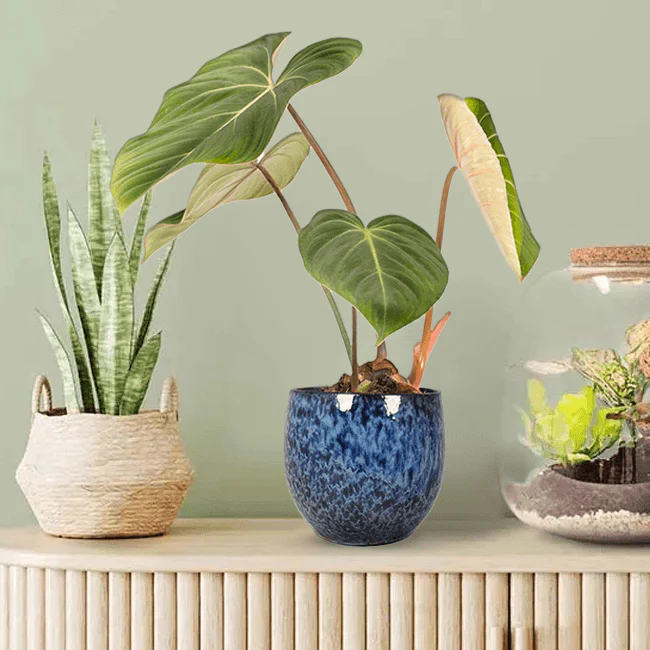 Philodendron Gloriosum | Philodendron Gloriosum - Image 3