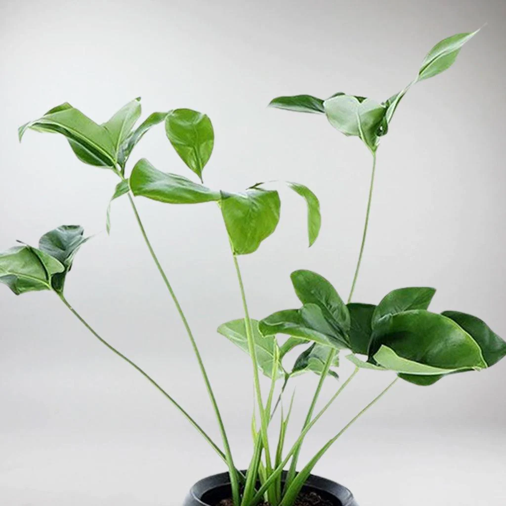 Large Philodendron 'Green Wonder' | Philodendron Goeldii 'Green Wonder' - Image 3