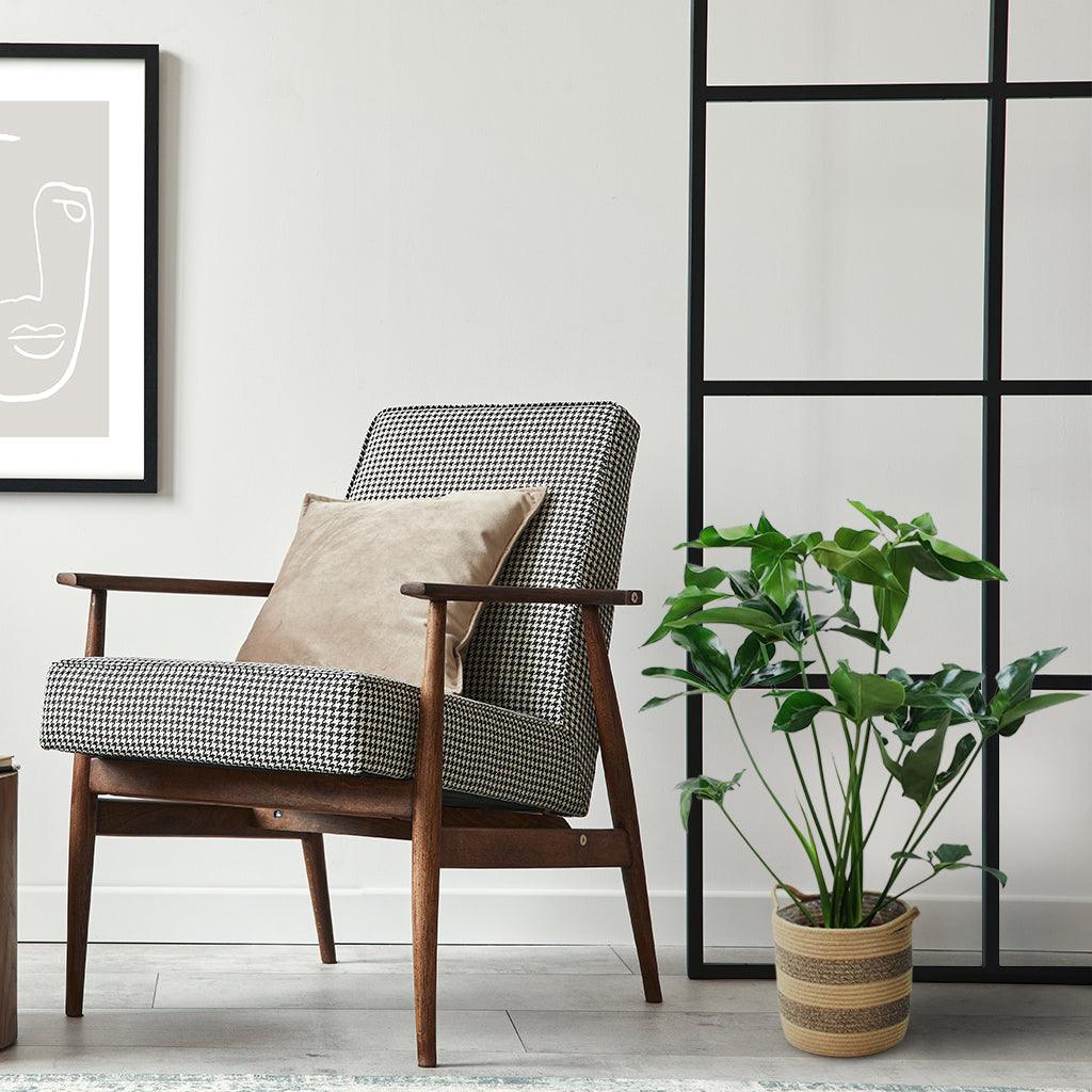 Large Philodendron 'Green Wonder' | Philodendron Goeldii 'Green Wonder' - Image 4