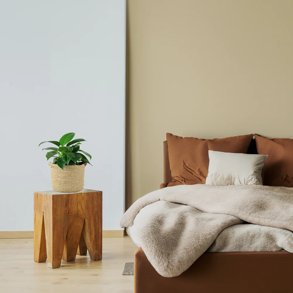 Philodendron 'Green Princess' | Emerald Green Philodendron - Image 3