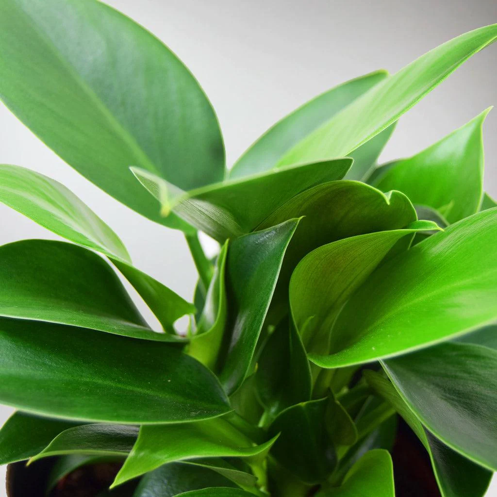 Philodendron 'Green Princess' | Emerald Green Philodendron - Image 4