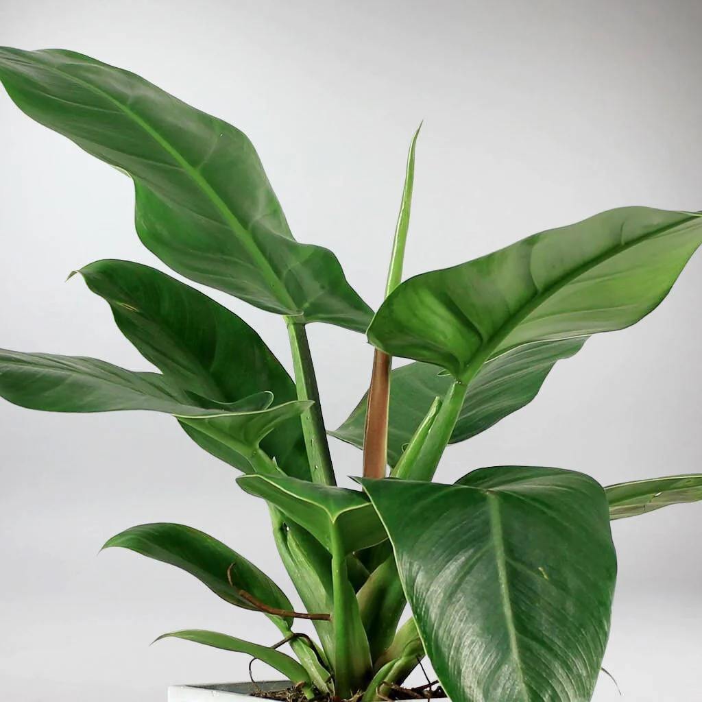 Philodendron 'Imperial Green' | Philodendron Erubescens 'Imperial Green' - Image 3