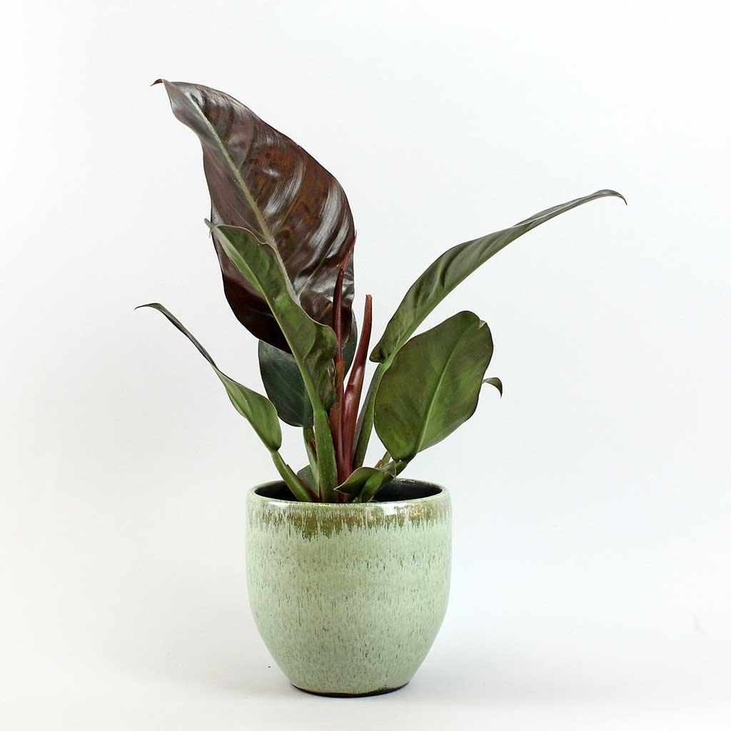Philodendron Imperial Red 14 cm Medium