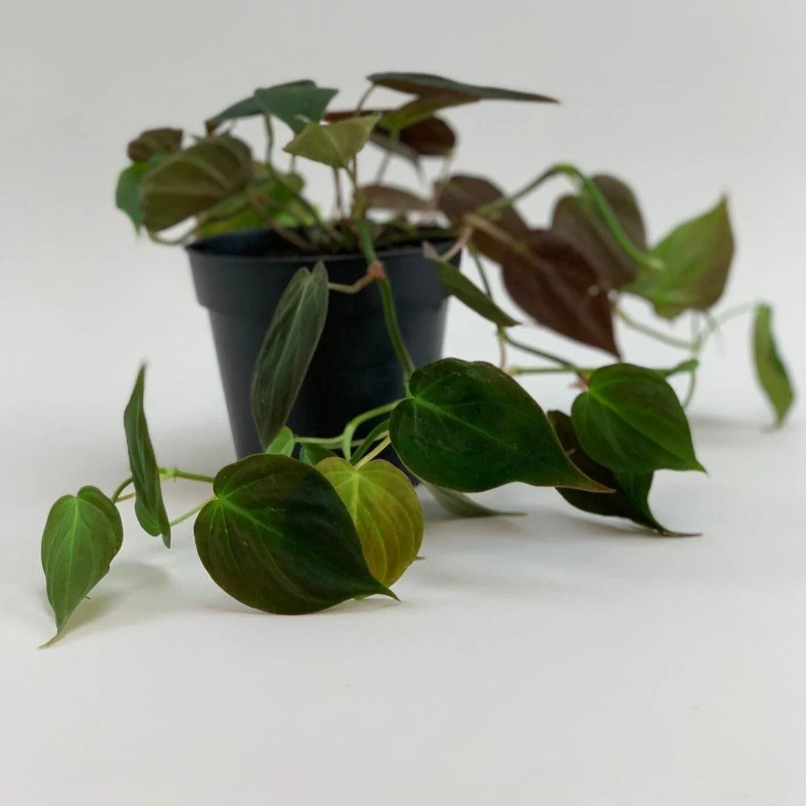 Philodendron 'Micans' | Philodendron Hederaceum - Image 3