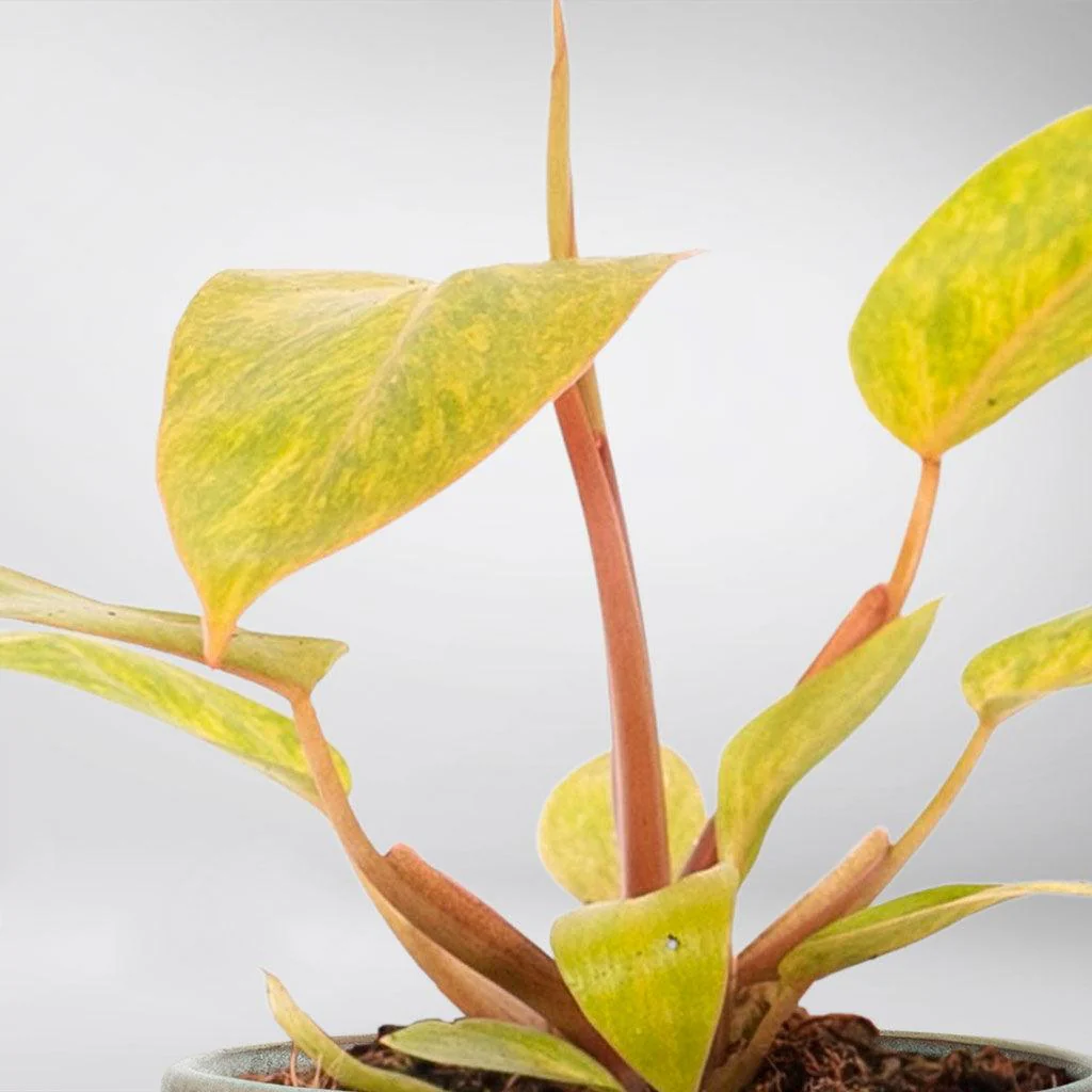 Philodendron 'Painted Lady' | Philodendron Erubescens - Image 2