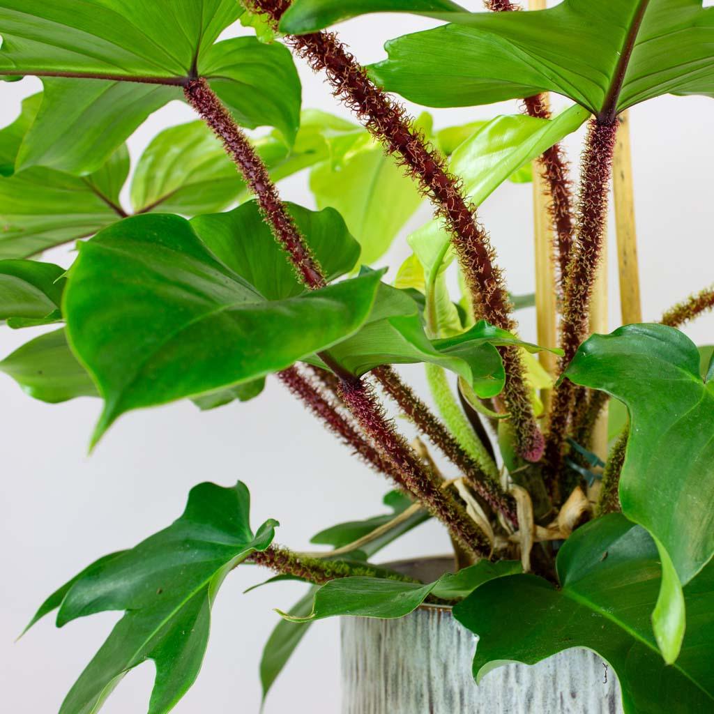 Philodendron 'Tree Hugger' | Philodendron Squamiferum - Image 3